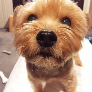 Meet your Posher, Chrissy